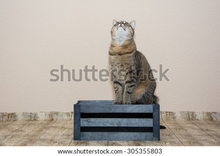 A cat sitting on a wooden crate and looks upwards
