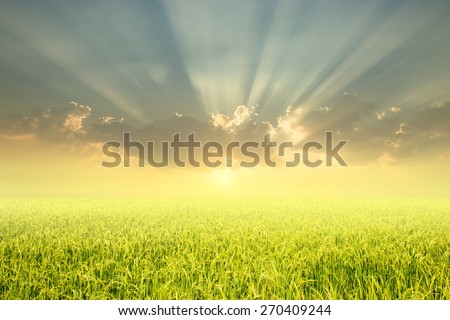 Rice fields and sunset for background