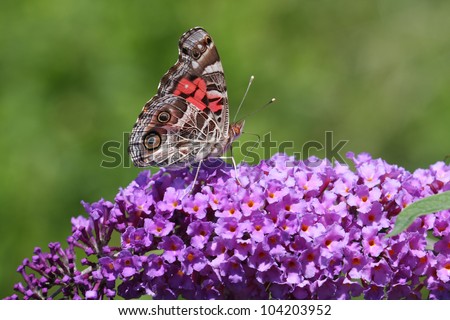 Red Admiral Butterfly on a Purple Butterfly Bush