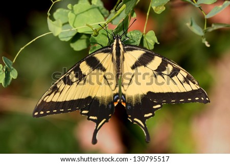 Eastern Tiger Swallowtail Butterfly Feeding on Clover