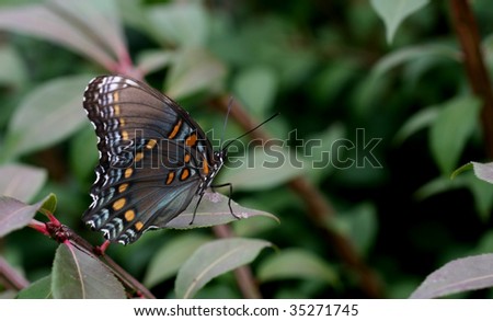 Red Spotted Purple Butterfly (Limenitis arthemis astyanax)