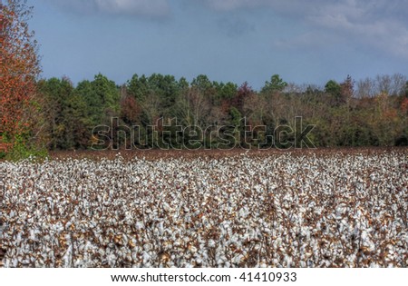 Cotton Field with a Blue Sky