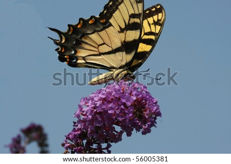 Eastern Tiger Swallowtail Butterfly (Papilio glaucus)