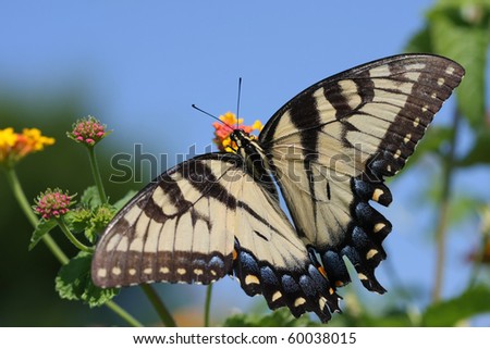 Eastern Tiger Swallowtail Butterfly(Papilio glaucus)