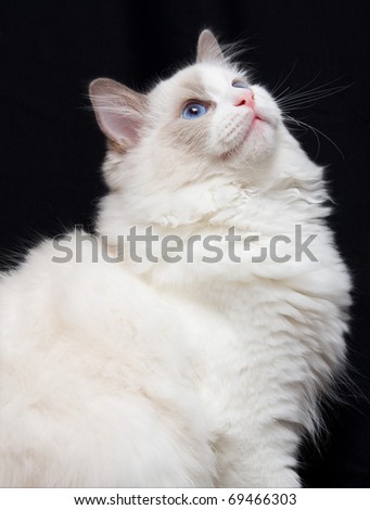 black and white cat with blue eyes. stock photo : White and Gray