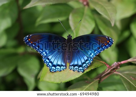 Red Spotted Purple Admiral Sitting on a Green Leaf with Wings Spread Wide
