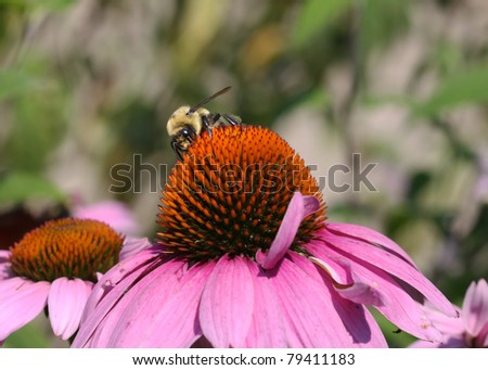 Bumble Bee on a Pink Flower