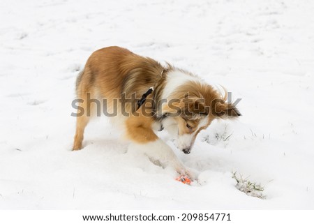 Cute shetland sheepdog smells and plays with a ball in the snow