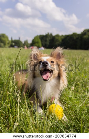 Happy shetland sheepdog in the park with a yellow ball waits for commands.