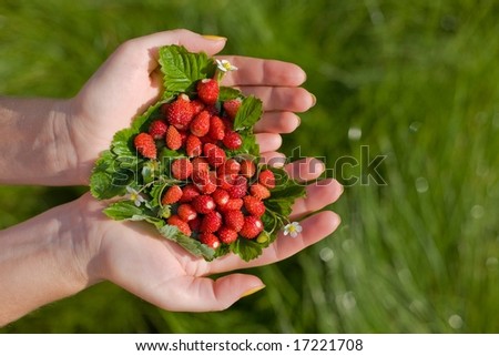 Strawberry in hands on a  grass