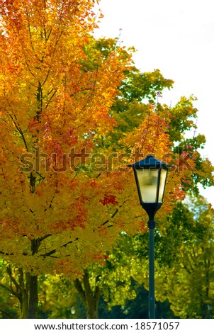 A lantern in front of a tree in autumn colors