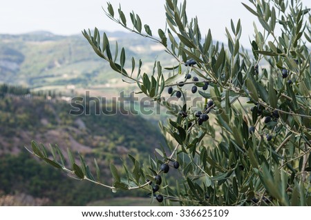 Olive tree in autumn in Tuscany. Italy