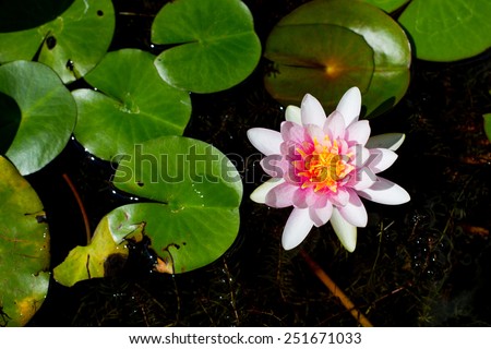 Pink and white lotus in the black pond.