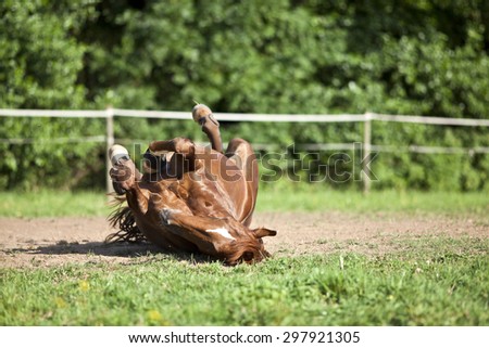 Horse lay on back and having fun to roll in sand