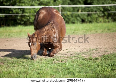 horse kneel down