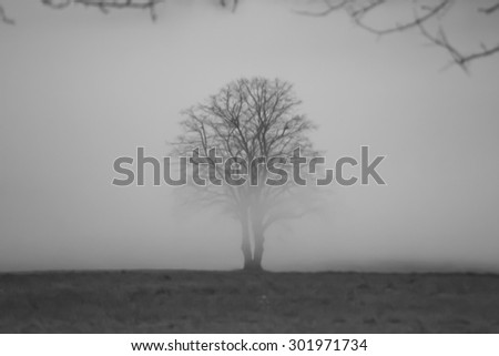 lonely tree in fog, blur