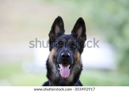 Sweet dog portrait frontal