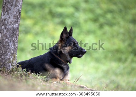 German Shepard dog lay outside under tree