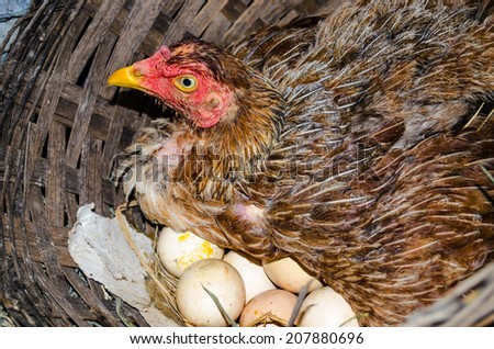 a hen with eggs
