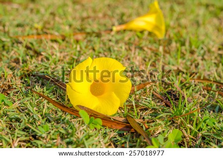 Falling flowers on the ground