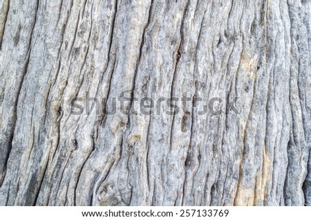 Old tree skin background