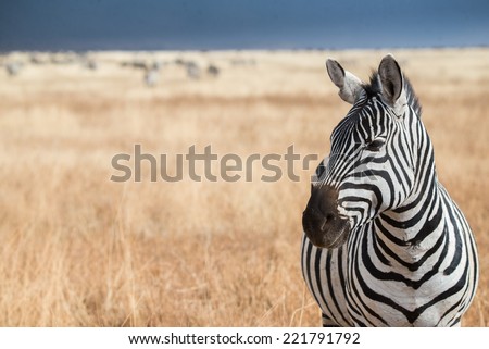 Zebra profile on the plains of the Ngorongoro crater