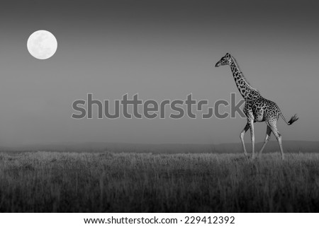 Giraffe walking towards the full moon on the plains of the Masai Mara in black and white