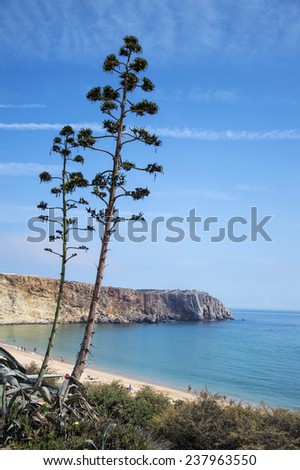 Landscape, beach close to Sagres, Portugal. Parque Natural do Sudoeste Alentejano e Costa Vicentina,Odemira. Cliffs in background and blossoming agave in the foreground. Calm Atlantic ocean.