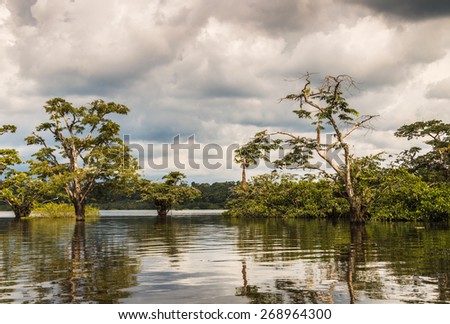 Laguna Grande - Lake on Cuyabeno river in Cuyabeno Wildlife Reserve. Mangrove trees, birds nests, open space, beautiful landscape. Cloudy sky, reflections of trees in the water. Jungle in background.