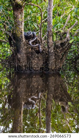 Green Anaconda in Cuyabeno Wildlife Reserve, Ecuador. After warming up on the tree, in the sun is moving towards the water. Around 5 meters long. In natural environment of Ecuadorian jungle.