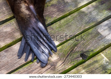Sea Lion tail/back legs on a wooden background. Close up. Space for text on the right. Photo taken on Isla Isabela, Galapagos. Wooden boards located diagonally.