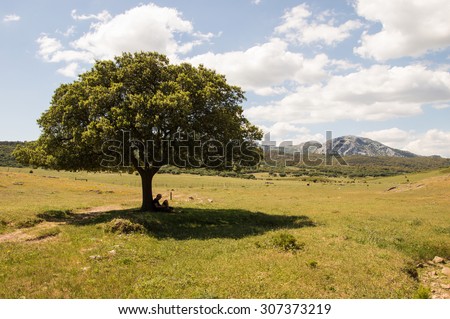 Man sitting under  lonely tree. Beautiful landscape of Llanos de Republica plain in Sierra Grazalema Natural Park,Andalusia,Spain. Person sitting under the tree in the shadow, resting after hiking.