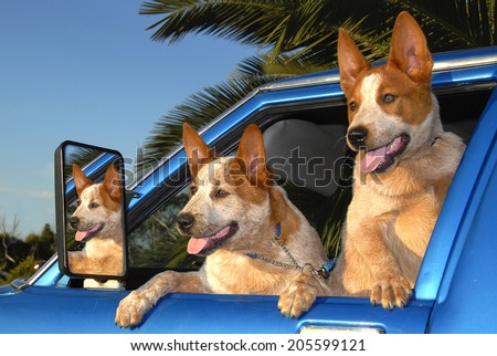Australian Cattle Dogs - Red Heeler Pups in Car Window