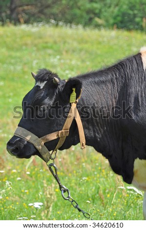 A black and white Cow with a green grass at the background