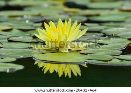 Yellow lotus shadow