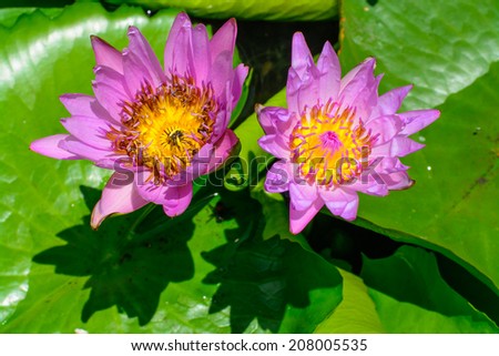 twin lotus flower  on sunlight.
