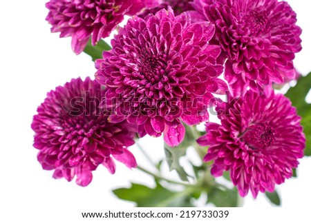 blooming chrysanthemum flower isolated on white background