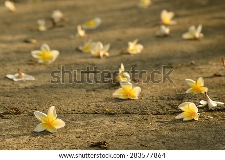 Scattered drop flowers