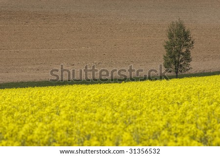 Rapeseed field in hilly area