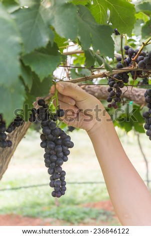 bunches of grapes hand held by the girl