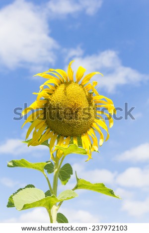 Sunflower Wilting in the hot sun