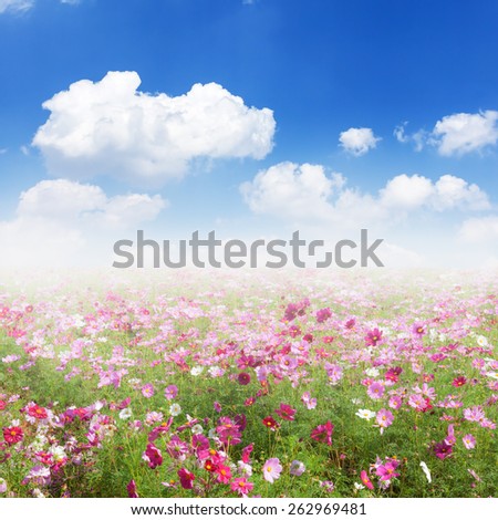 unfocused cosmos flowers and sky