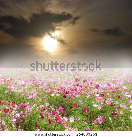 cosmos flowers and sky sunset