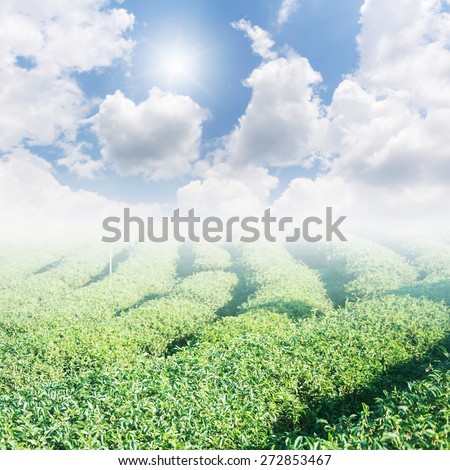 Green tea garden scenery and blue sky with sun background