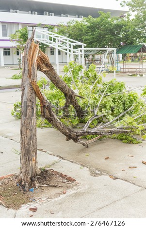Broken Tree After Storm