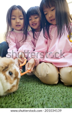 Three kindergarten girls to feed the rabbit