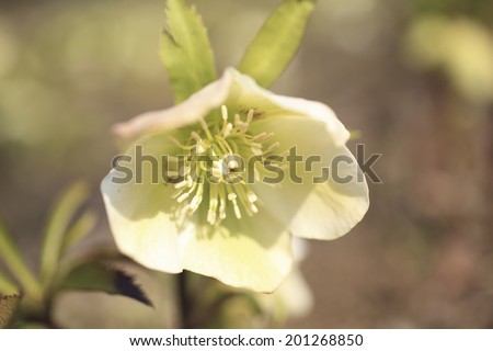 An Image of Christmas Rose
