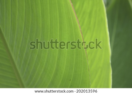 An Image Of The Veins Of A Leaf