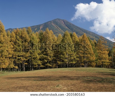 Nantai Mountain And The Yellow Leaves Of Maple