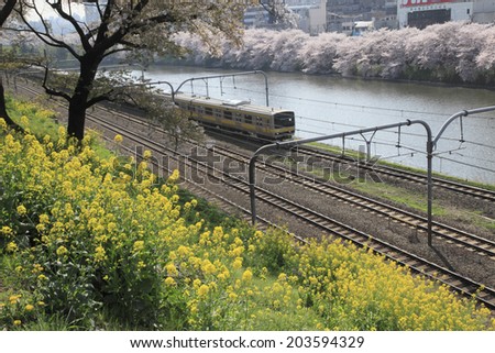 Jr Sobu Line Train And Field Mustard